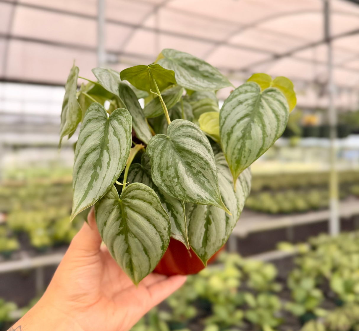 6" Philodendron brandtianum - Canopy Plant Co.
