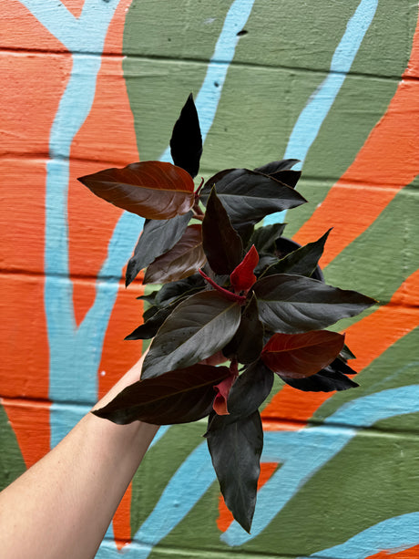 6" Rhodospatha sp. 'Rojo' - Canopy Plant Co.