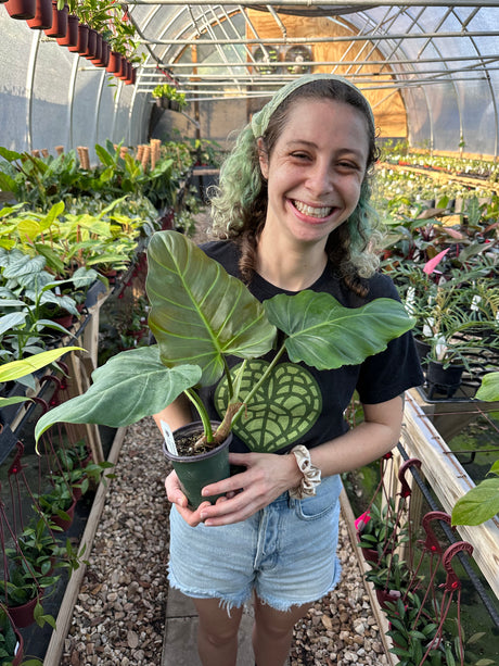 4" Philodendron corsinianum (P. pinnatifidum x P. verrucosum) - Canopy Plant Co.