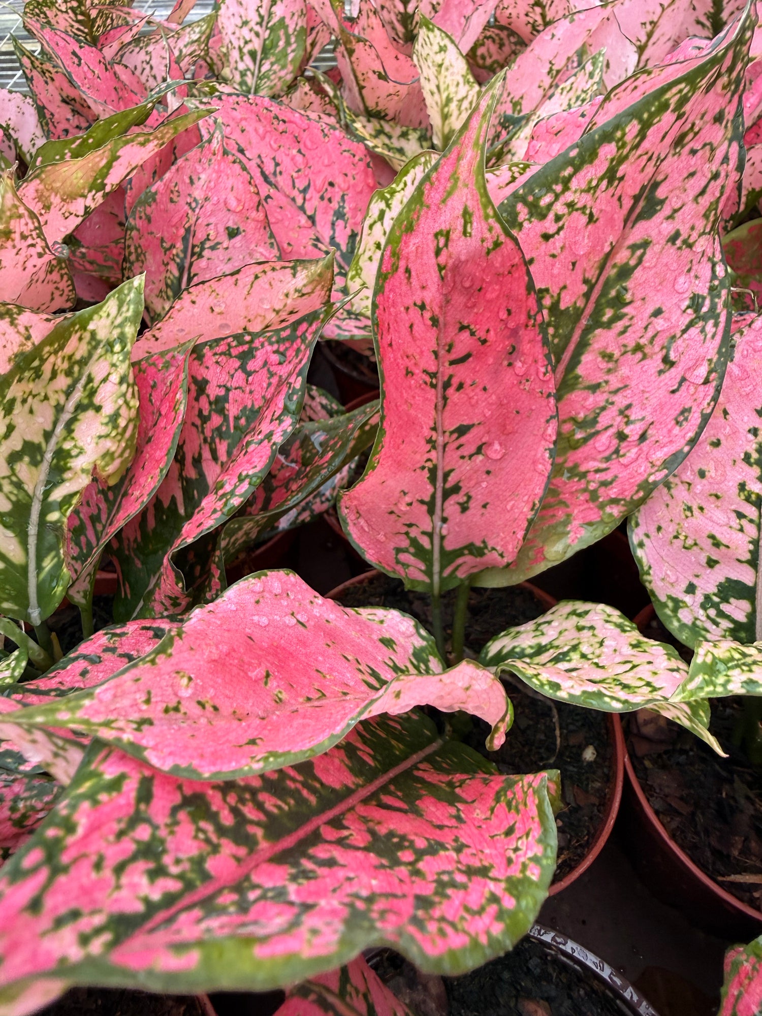 aglaonema pink komkoon 4” Aglaonema 'Pink Triphet' – Canopy Plant Co