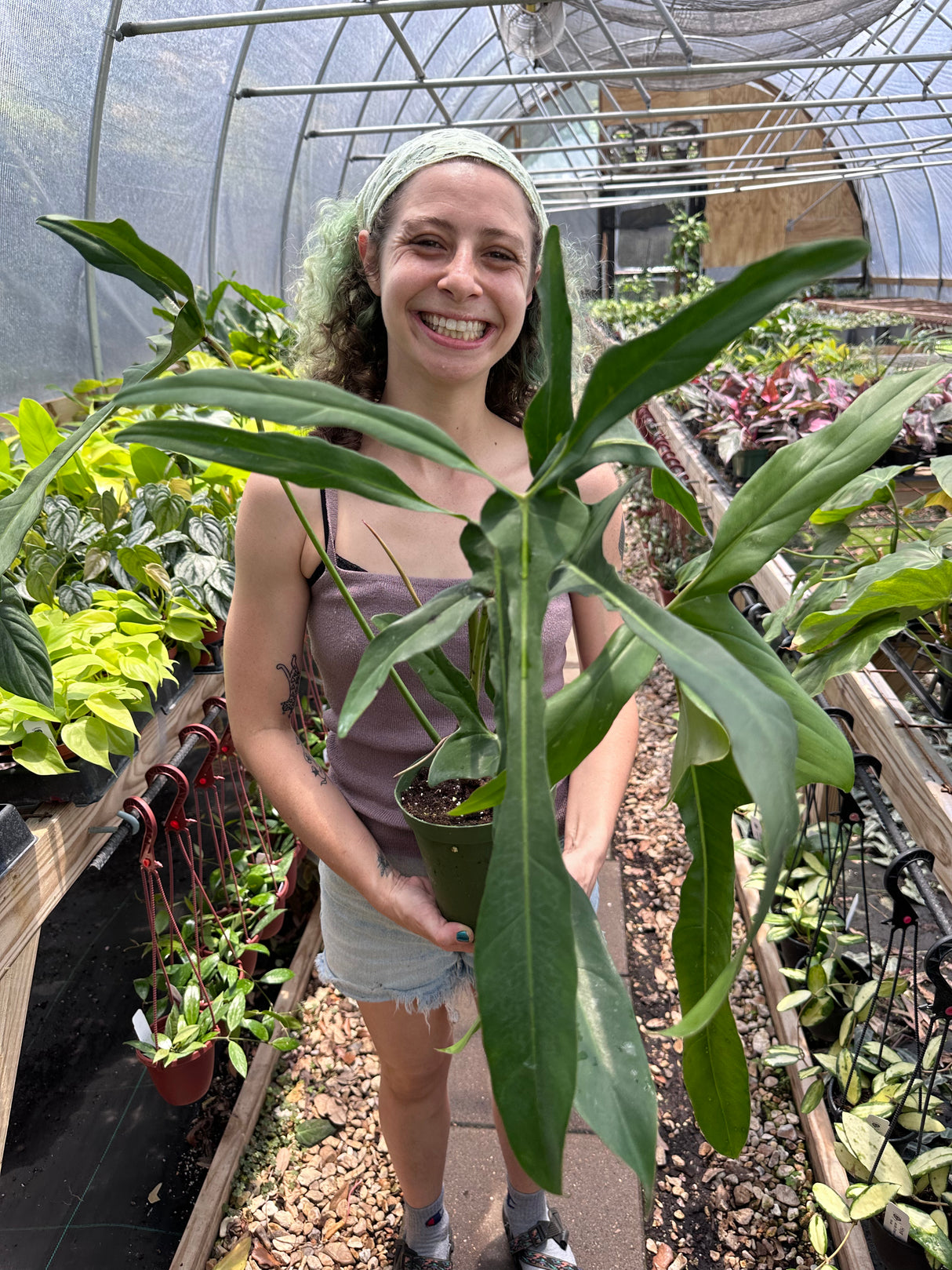 6” Philodendron longilobatum 'Lelano Miyano' (BIG!!!)