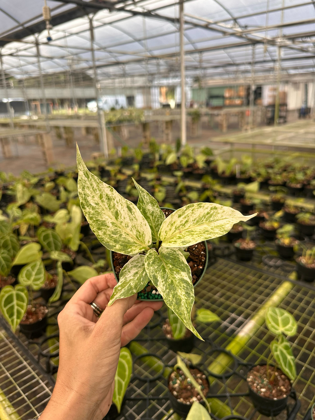 4" Anthurium hookeri 'pink variegated' - Canopy Plant Co.