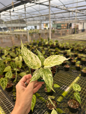 4" Anthurium hookeri 'pink variegated' - Canopy Plant Co.