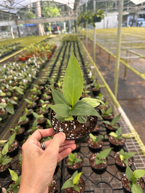 4" Anthurium 'Big Bill' - Canopy Plant Co.