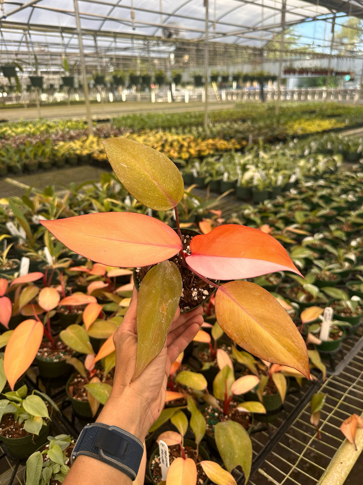 philodendron persimmon princess