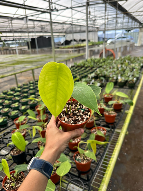 4" Anthurium peltigerum - Canopy Plant Co.