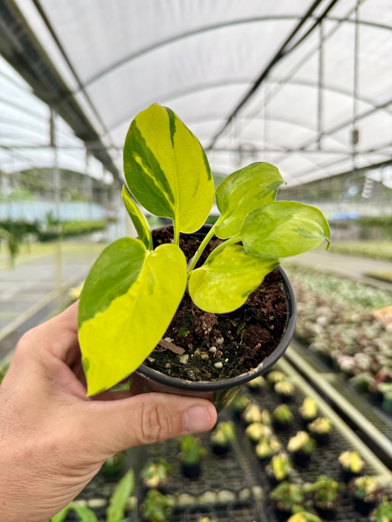 lime green pothos 4" Pothos 'Neon Joy' – Canopy Plant Co
