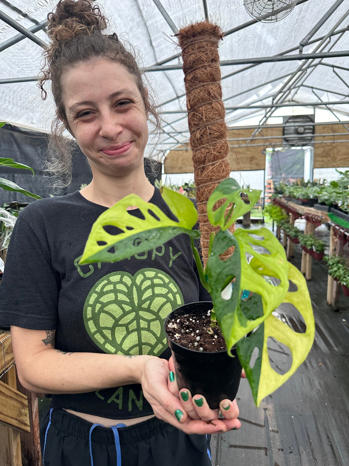 4” Monstera adansonii variegated 'Albo' (white)