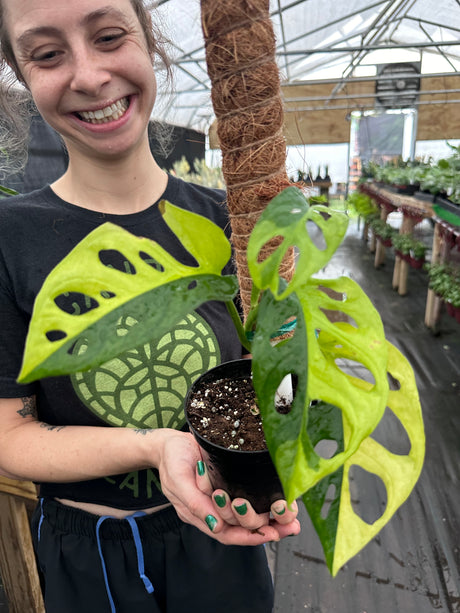 4” Monstera adansonii variegated 'Albo' (white)