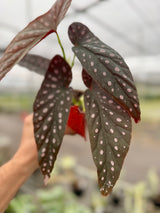 4" Begonia 'Harmony’s Dark Star'