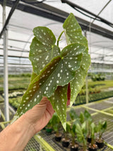 4" Begonia 'Harmony’s Legacy'