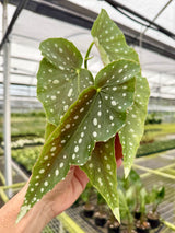 4" Begonia 'Harmony’s Legacy'