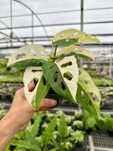 4” Monstera adansonii variegated
