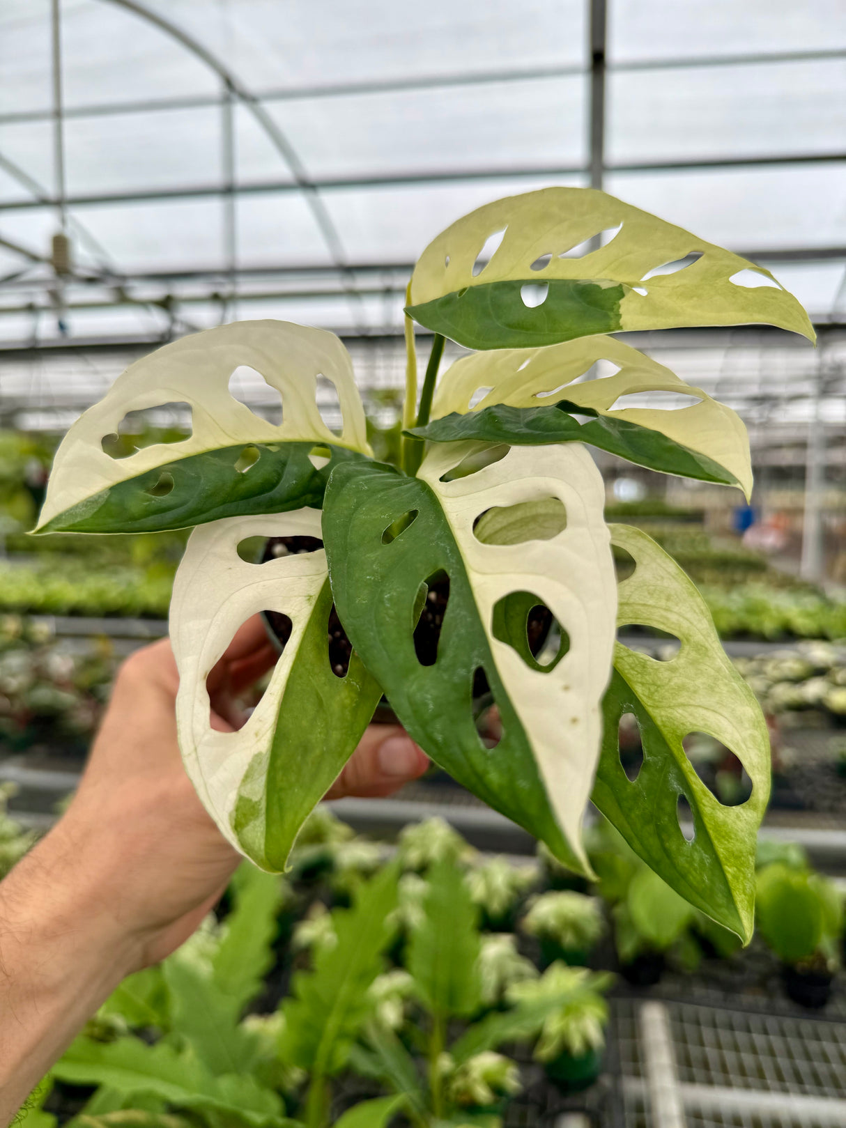 4” Monstera adansonii variegated