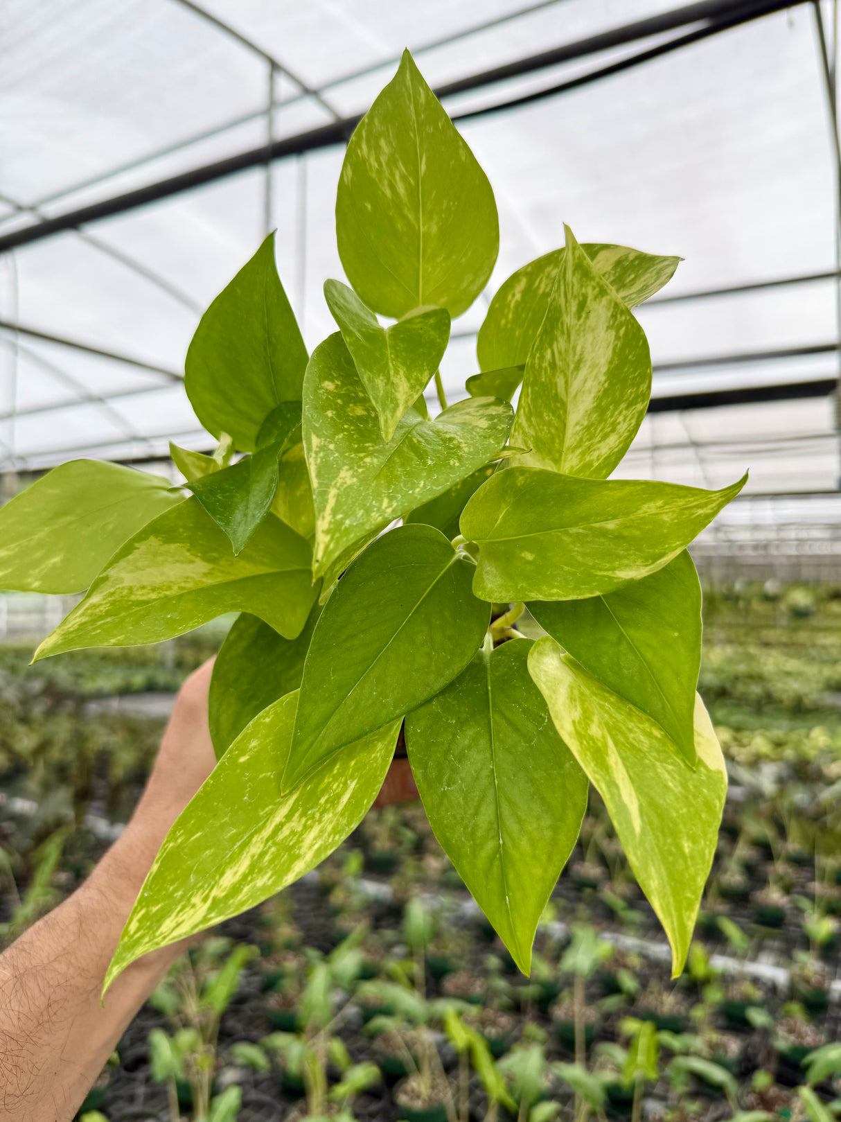 4" Pothos ‘Jessenia’