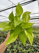 4" Pothos ‘Jessenia’
