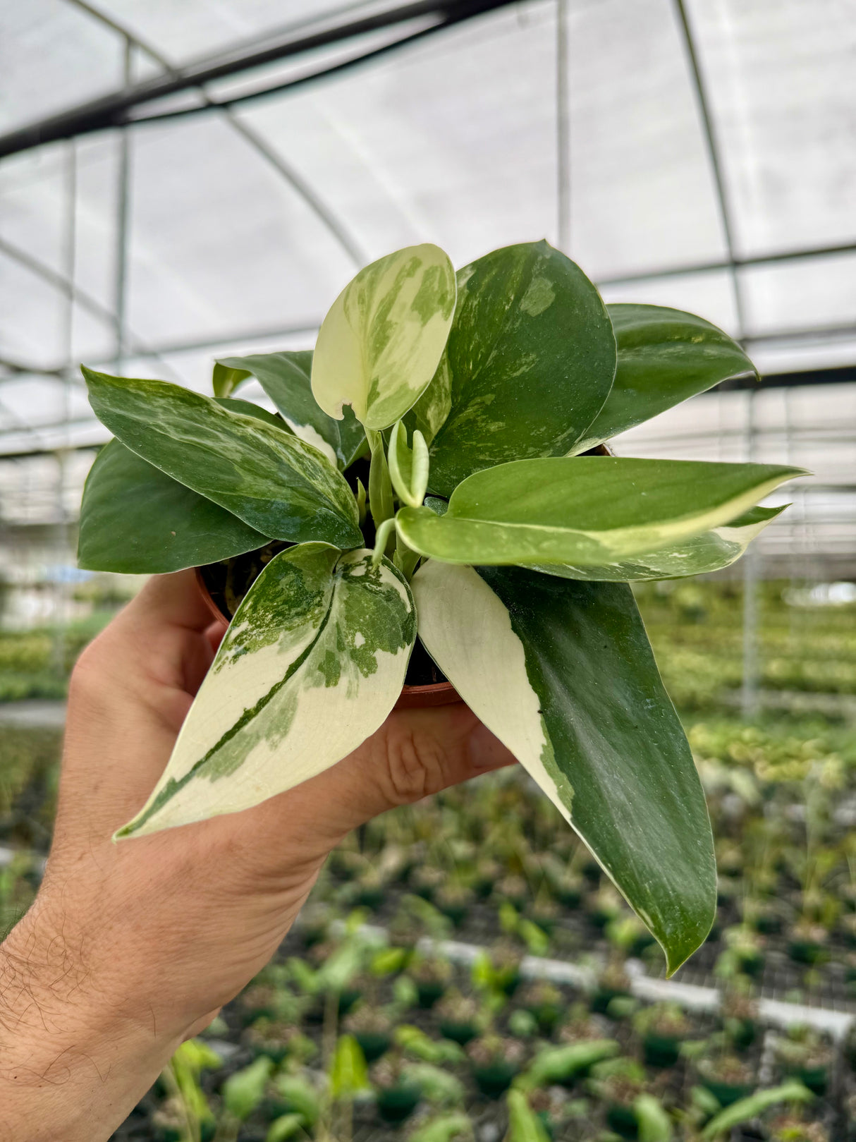 4" Scindapsus 'Rubicon' variegated