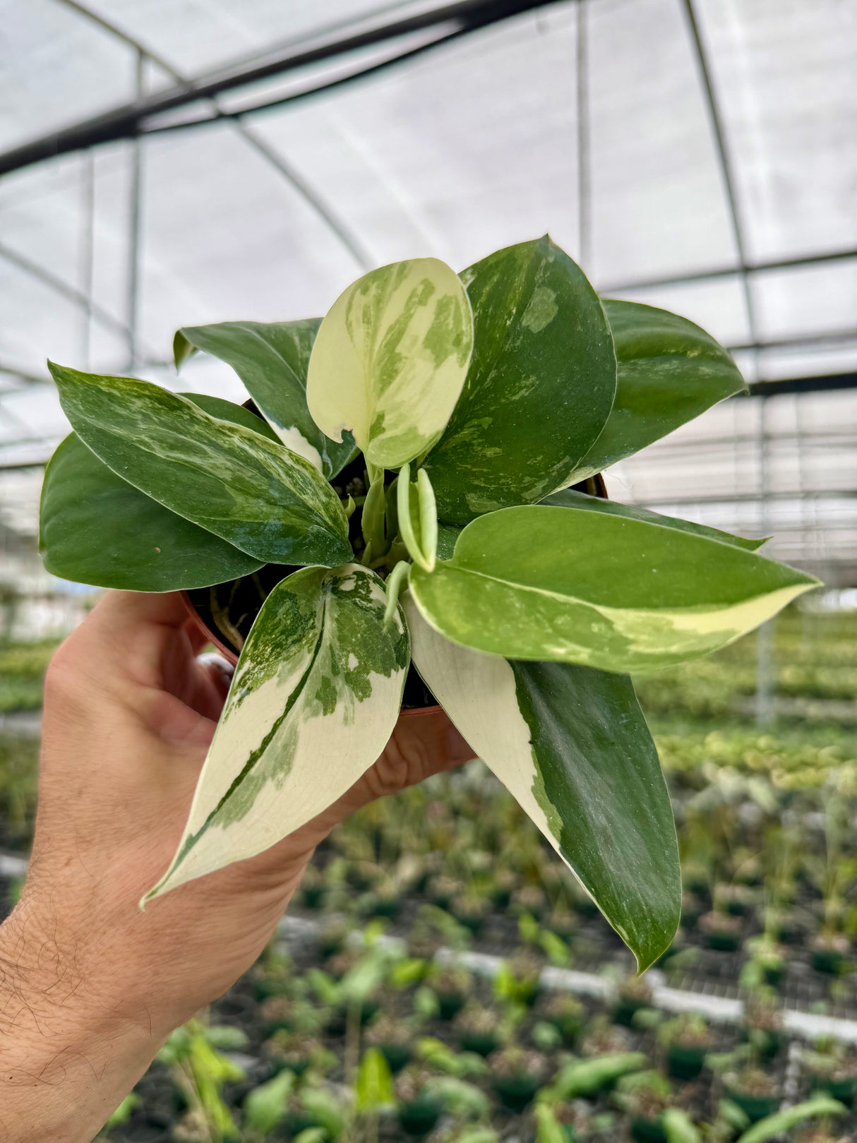 4" Scindapsus 'Rubicon' variegated