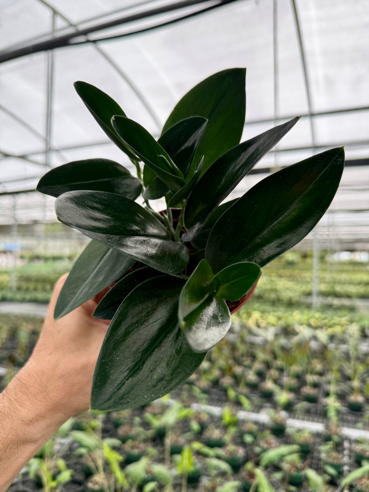 4” Scindapsus treubii 'Dark Form'