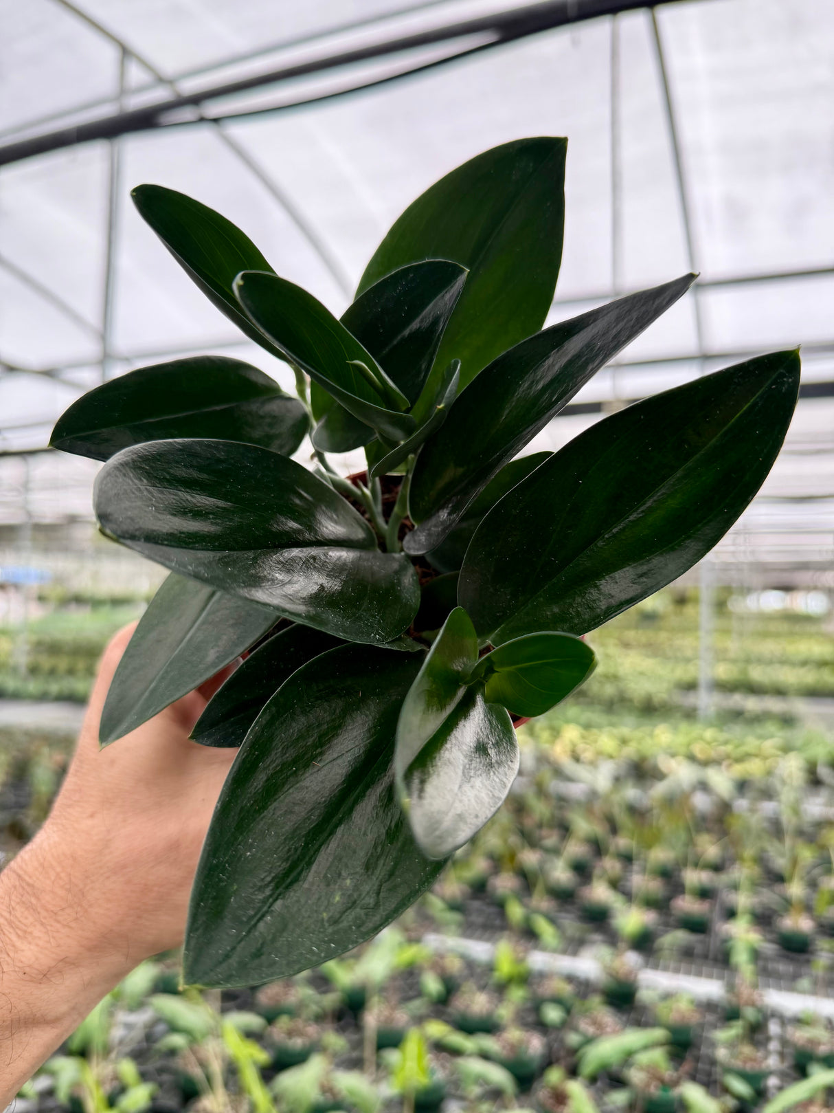 4” Scindapsus treubii 'Dark Form'