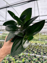 4” Scindapsus treubii 'Dark Form'