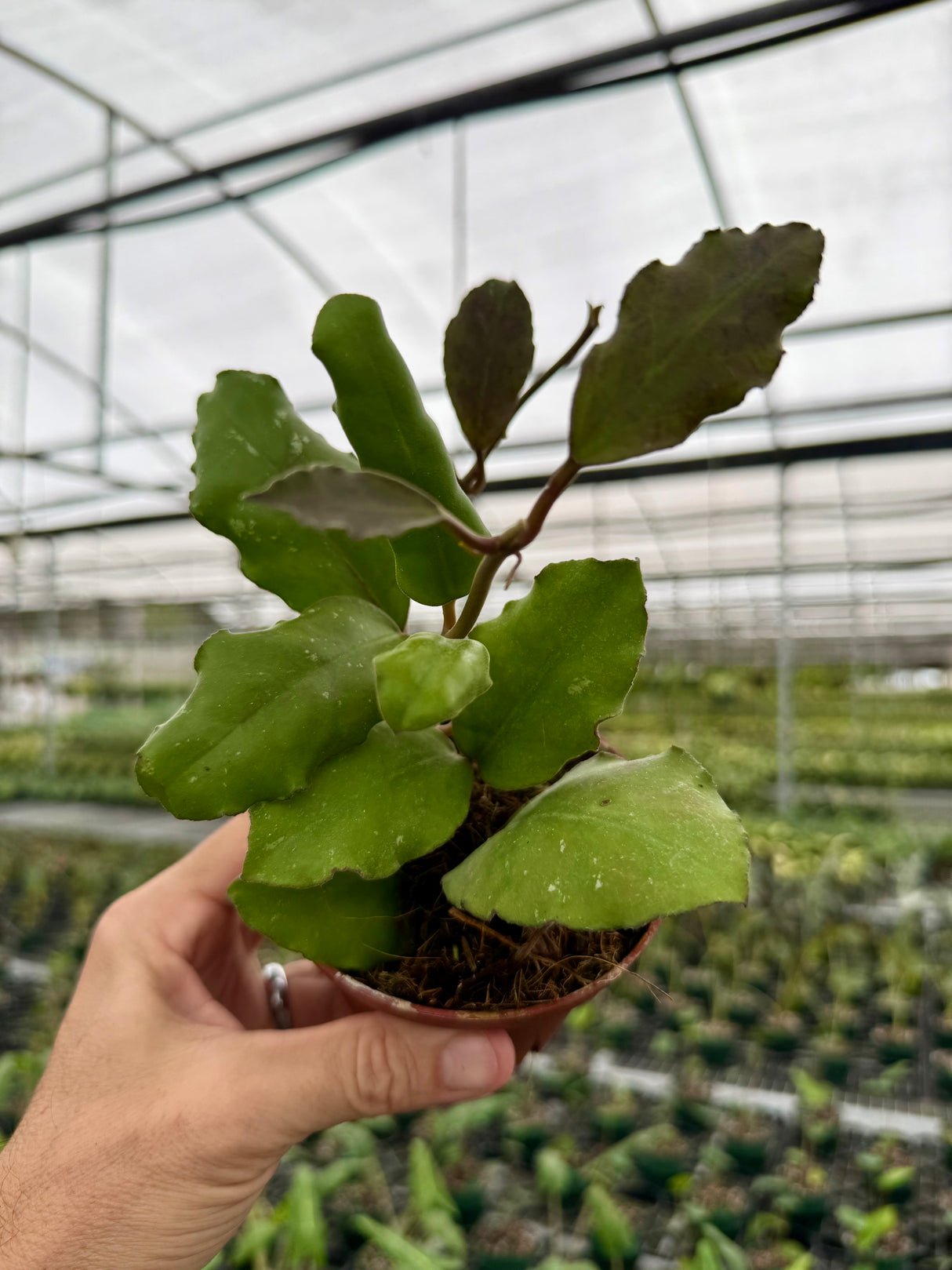 4” Hoya waymaniae