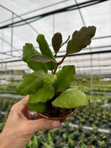 4” Hoya waymaniae