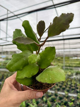 4” Hoya waymaniae