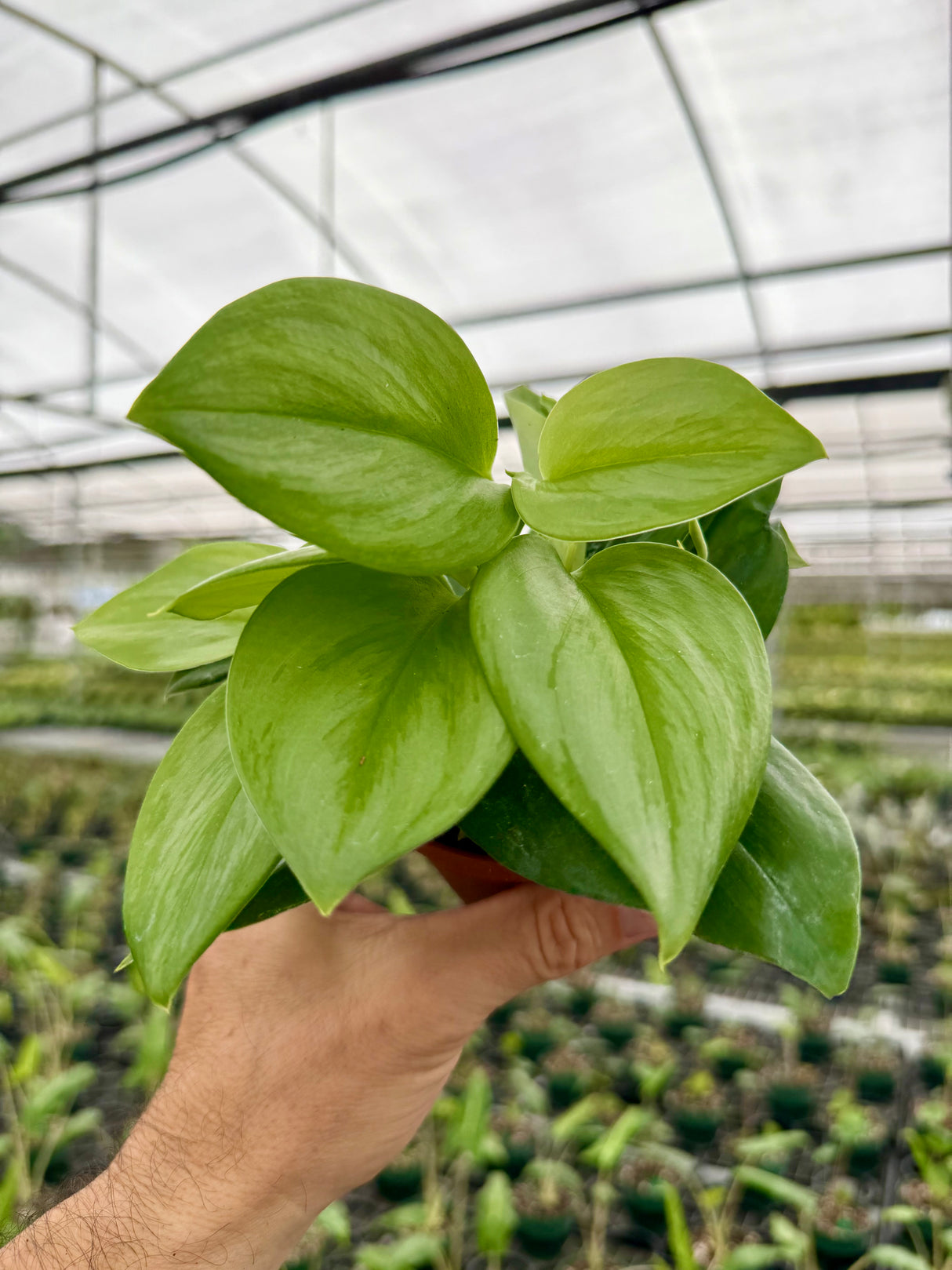 4" Scindapsus 'Rubicon' (silver streak)