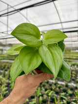 4" Scindapsus 'Rubicon' (silver streak)