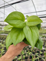 4" Scindapsus 'Rubicon' (silver streak)