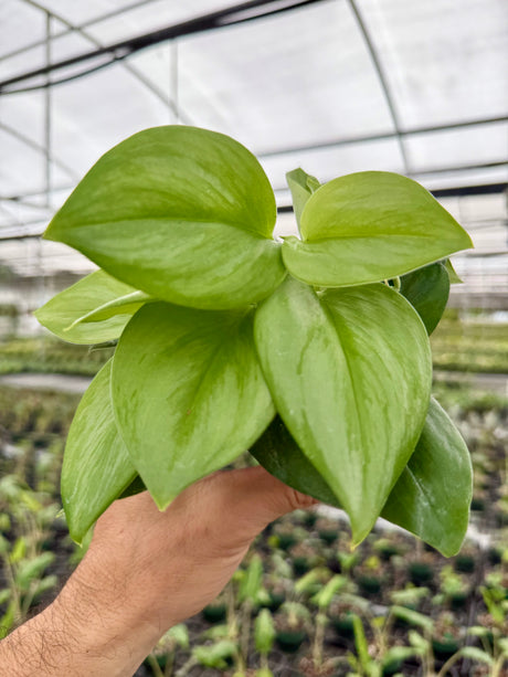 4" Scindapsus 'Rubicon' (silver streak)