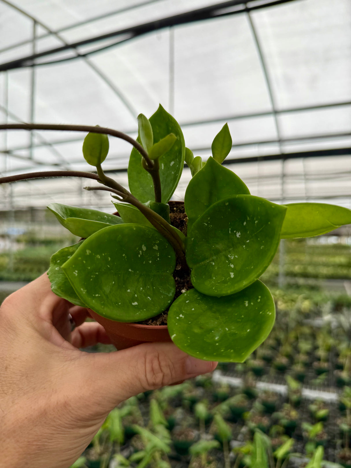 4" Hoya carnosa 'Snowball'