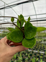 4" Hoya carnosa 'Snowball'