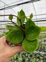4" Hoya carnosa 'Snowball'