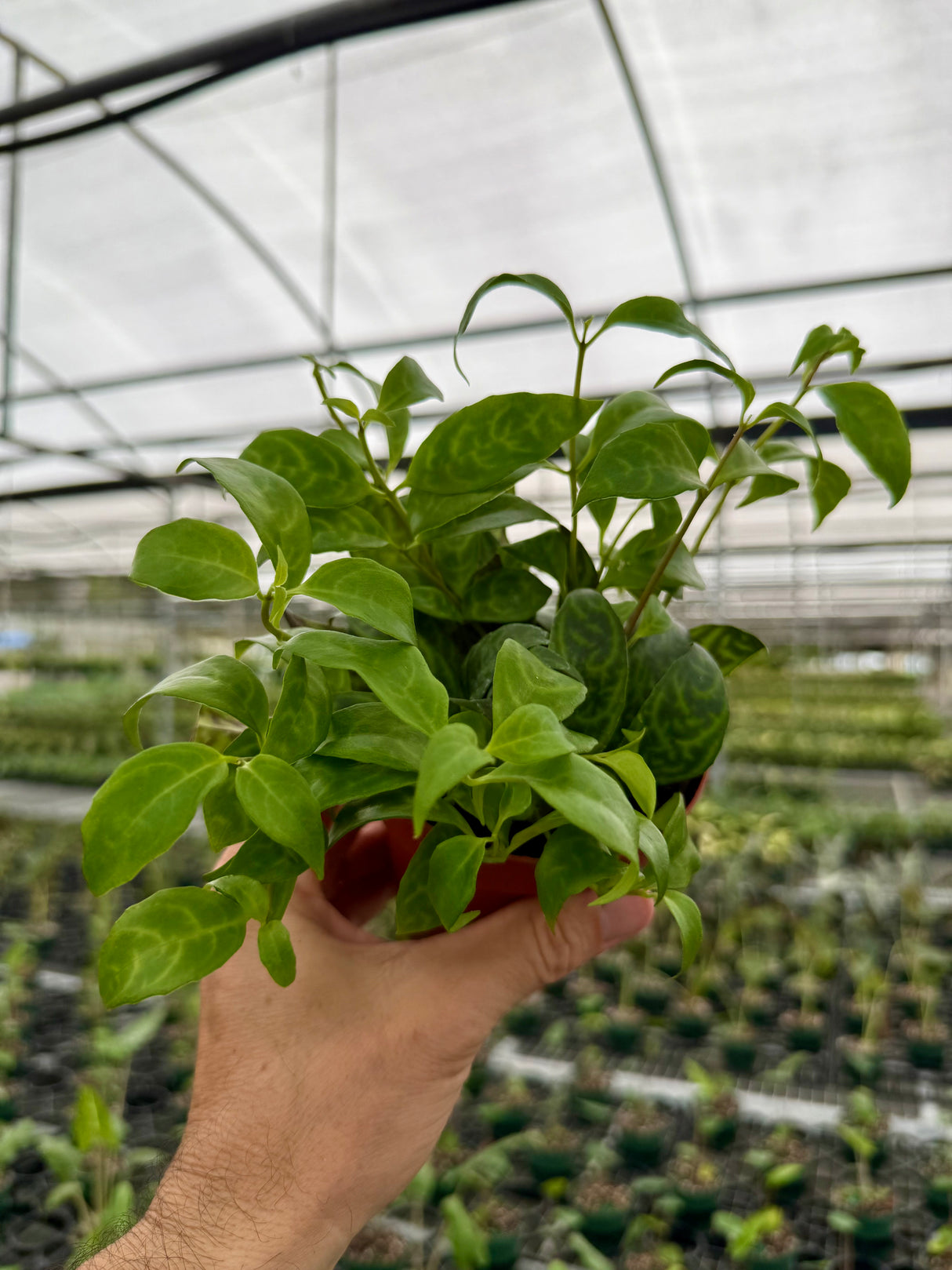4" Black Pagoda lipstick (Aeschynanthus longicaulis)