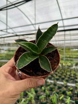 4" Sansevieria forskaliana
