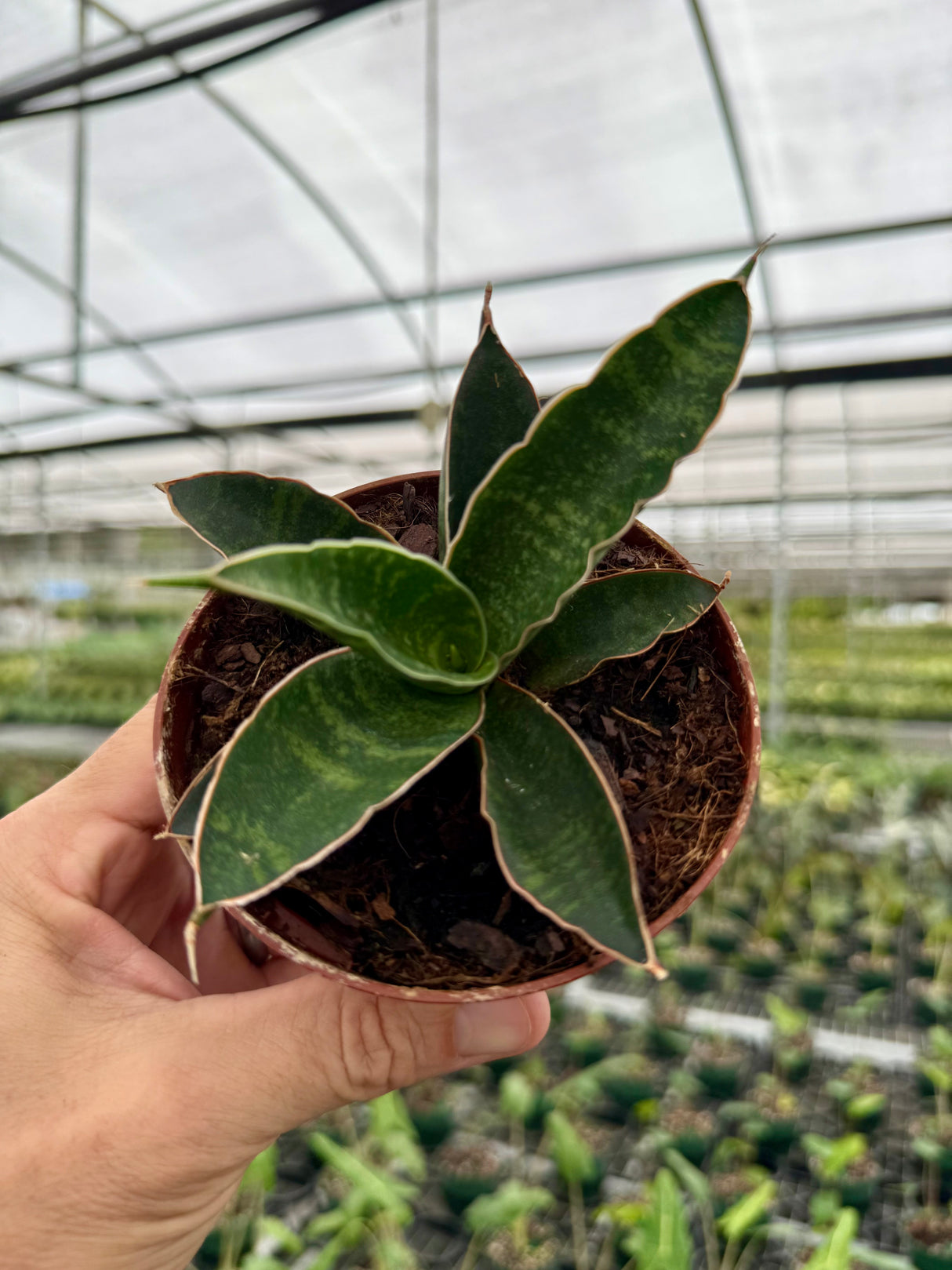 4" Sansevieria forskaliana