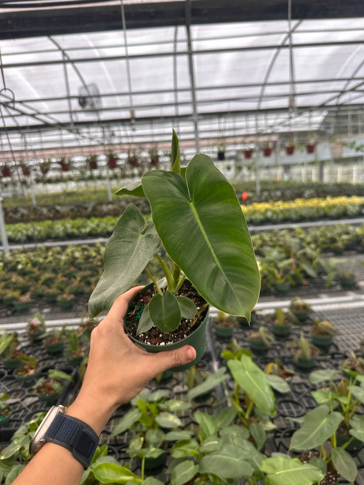 4” Philodendron ‘Burle Marx’