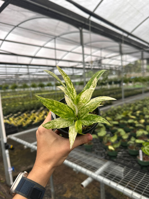 4" Anthurium vittarifolium variegated - Canopy Plant Co.