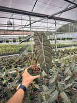 4” Alocasia chantrieri (metallica x sanderiana)