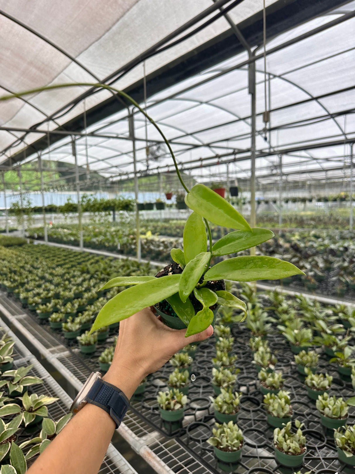 4” Hoya celata 'White Dragon'