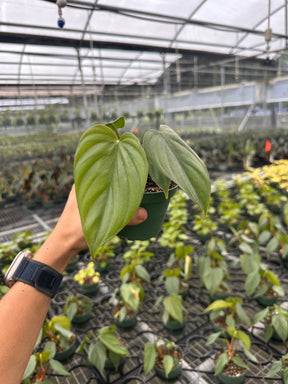 4” Philodendron sp. Colombia ‘El Guapo’ (Wholesale) - Canopy Plant Co.