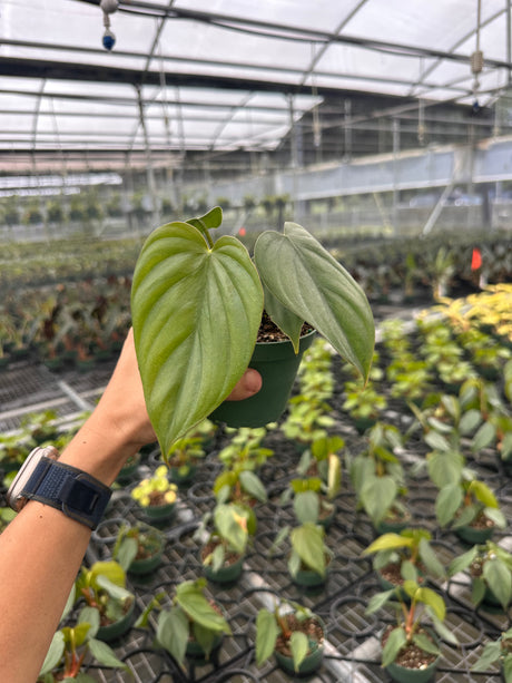 4” Philodendron sp. Colombia ‘El Guapo’ (Wholesale) - Canopy Plant Co.