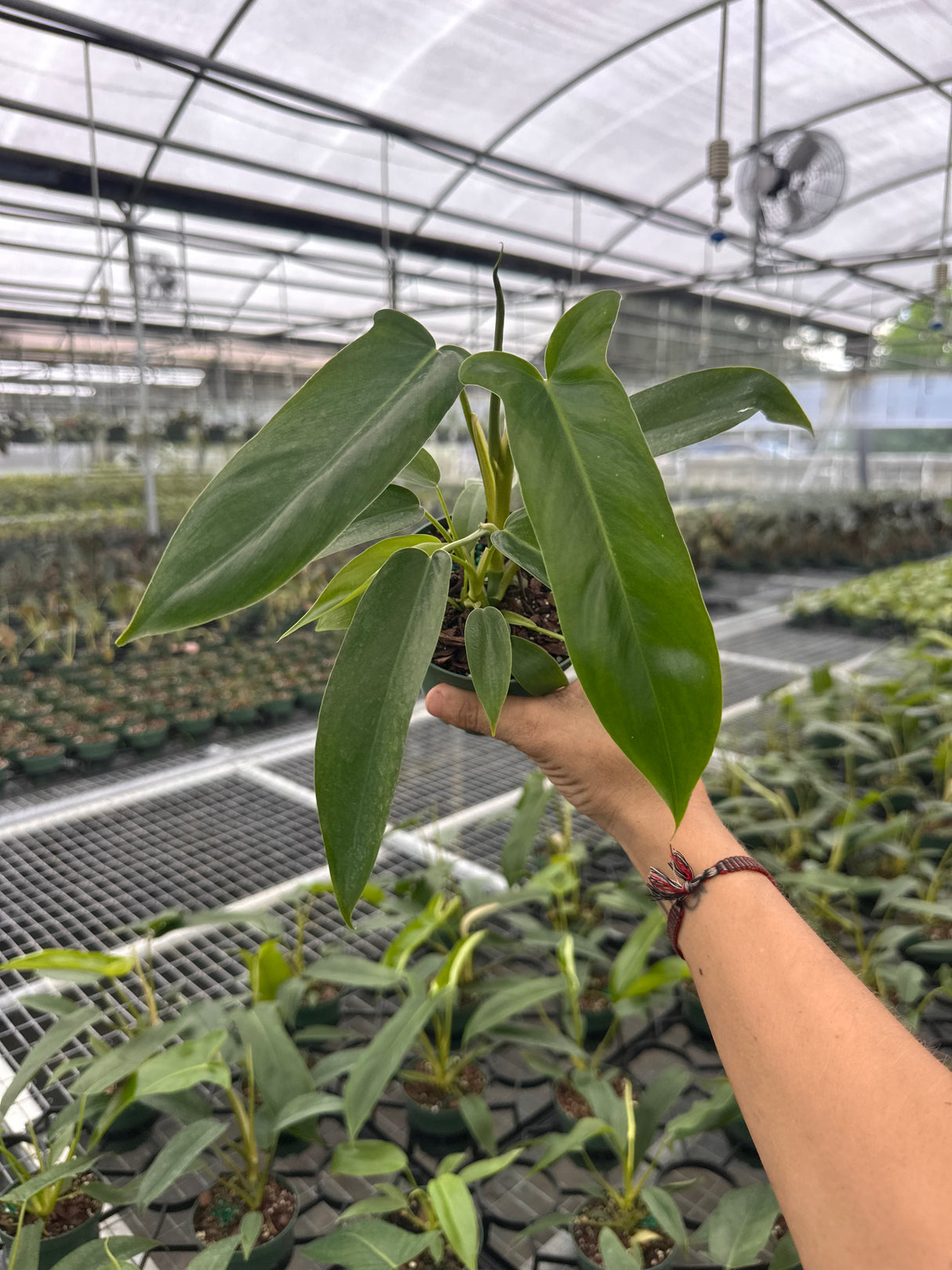 4" Philodendron 'Bette Waterbury' ('69686')