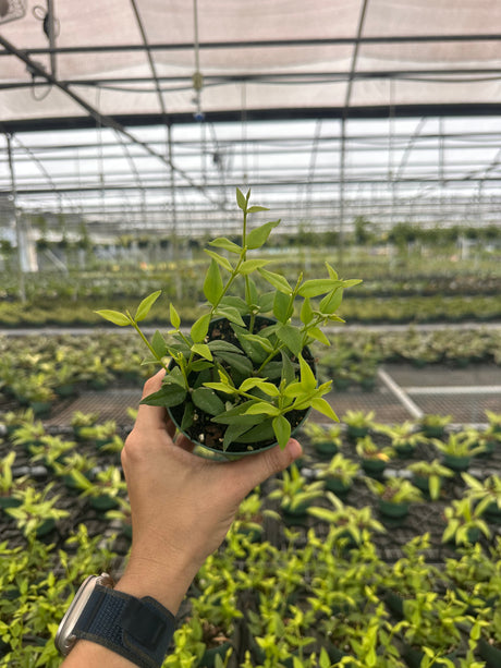 4" Hoya ‘Bella’ - Canopy Plant Co.