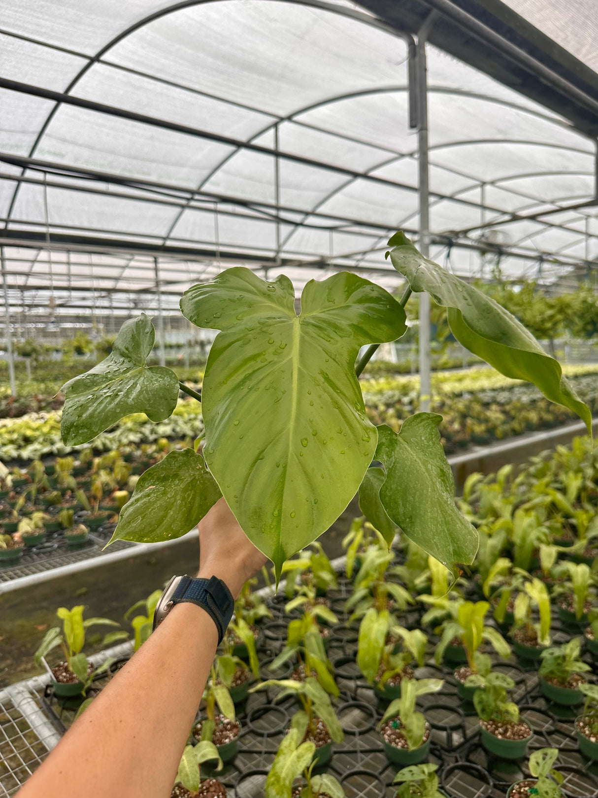 4" Philodendron applanatum - Canopy Plant Co.