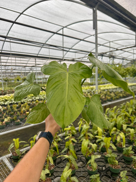 4" Philodendron applanatum - Canopy Plant Co.