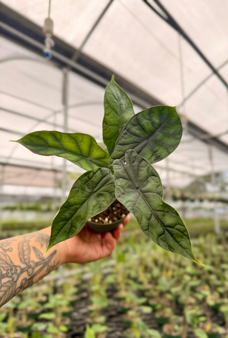 4" Alocasia 'Dragon Scale' - Canopy Plant Co.