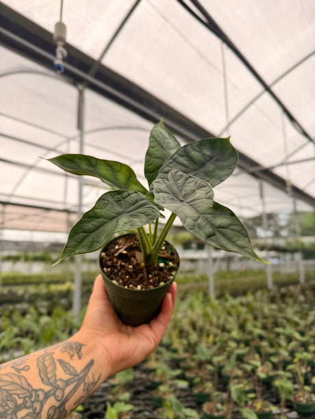 4" Alocasia 'Dragon Scale' - Canopy Plant Co.